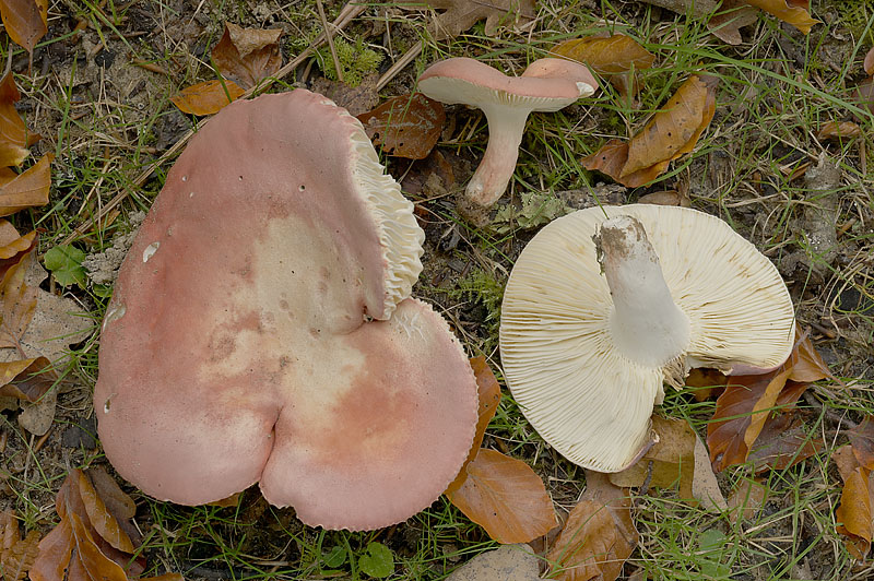Russula rosea